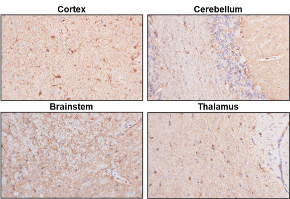 Representative sections of formalin fixed, paraffin-embedded rat brain showing staining of NDRG2. The sections were stained with Aves Labs anti-NDRG2 antibody at 1:1000 dilution and detected with anti-chicken HRP.