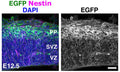Coronal sections of E12.5 p130Cas::BacEGFP cortices stained for the RGC marker Nestin (Cat. NES, 1:500; magenta) and EGFP (green). Counterstain is DAPI (blue). Image from publication CC-BY-4.0. PMID:37540708