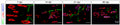 Representative images of sections of a rat G muscle 7, 14, 21, and 60 dpi, immunostained against NFH (Cat. NFH, 1:200; green), α-btx (red), and VAChT (blue), respectively, to label axons, neuromuscular junctions, and the synaptic vesicle-filled motor end plate.