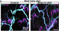 Example images of back hairy skin wholemount staining of NFH (Cat. NFH, 1:500) and S100B in control and mutant mice. Overall innervation and lanceolate ending morphologyImage from publication CC-BY-4.0. PMID:37607547