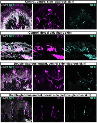 Sections of P21 control and double glabrous forepaws with NFH (cat. NFH, 1:500), S100, and DAPI. Control ventral and dorsal skin regions (top two rows) have Meissner corpuscles on the ventral side and lanceolate endings on the dorsal side. Double glabrous mutant ventral and dorsal skin (bottom two rows) is predominantly glabrous, and these mutants contain Meissner corpuscles on both the ventral and dorsal sides of the paw. Image from publication CC-BY-4.0. PMID:37607547