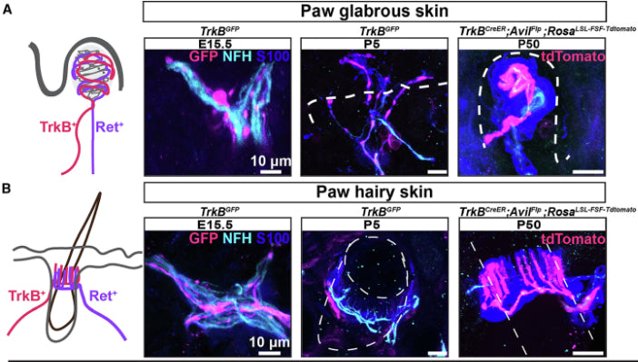 (A and B) Example images of TrkB+ endings (TrkBGFP or TrkBCreER; AvilFlp; RosaLSL-FSF-Tdtomato) in paw glabrous skin (A) and paw hairy skin (B) at E15.5, P5, and P50. The sections were stained with S100, NFH (cat, NFH, 1:500) and GFP or tdTomato. The white dotted lines represent the dermal-epidermal junction in glabrous skin and the hair follicle outline in hairy skin. Image from publication CC-BY-4.0. PMID:37607547