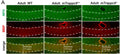 NFH (axonal tracts, cat. NFH) and MBP (myelin) immunostaining of the corpus callosum sections. Compared with WT (C57BL/6 wildtype) and mTrappc9+/+, the corpus callosum (highlighted