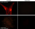 Immunocytochemical labeling of phosphorylated and unphosphorylated N-WASP in rabbit spleen fibroblasts. The cells were probed with N-WASP (Ser-484/Ser-485) phospho-specific and N-WASP (Ser-484/Ser-485) unphosphorylated antibodies, then the antibodies were detected using appropriate secondary antibodies conjugated to Cy3. The antibodies were used in the absence (left) or presence (right) of their respective blocking peptide (WX2205 or WX2405).