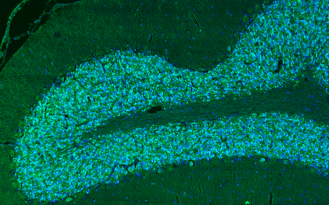 Representative section of formalin fixed, paraffin-embedded rat brain cerebellum region showing cells stained by anti-NeuN (Rbfox3) antibody. The sections were stained with Aves Labs anti-NeuN polyclonal antibody (visualized in green, Cat No. NeuN-1010). The stained sections were mounted with Antibodies Incorporated Fluoroshield with DAPI and DABCO mounting medium (Cat. AR-6505). DAPI nuclear stain (blue) shows cell nuclei.
