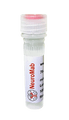 Anti-GluA1/GluR1 Glutamate Receptor Antibody (BSA and Azide free)