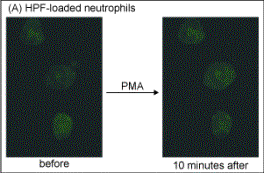 Figure 1. Detection of Hypochlorite ( -OCl ) in neutrophils. Neutrophils were isolated from porcine blood, washed in Krebs-Ringers phosphate buffer (as described in step V 1. above) and seeded in glass bottom dishes. The cells were then loaded with APF or HPF (10 mM final) by incubation for 30 minutes at room temperature. The Dye-loaded neutrophils were stimulated with PMA (2ng/mL).