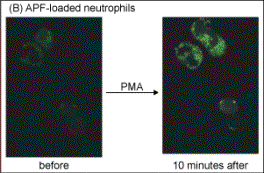 Figure 2. Fluorescence images were acquired before and 10 minutes after stimulation. Excitation: 488 nm emission: 505-550 nm barrier filters. Hypochlorite production can be detected with increase APF fluorescence and no increase in HPF fluorescence.