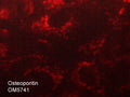 Immunocytochemical labeling of Osteopontin in paraformaldehyde fixed and NP-40 permeabilized MCF-7 cells. The cells were labeled with mouse monoclonal anti-Osteopontin (M574). The antibody was detected using goat anti-mouse DyLight® 594.