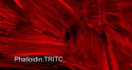 Fluorescent labeling of actin filaments in paraformaldehyde-fixed and NP40-permeabilized A7r5 cells. The fixed cells were labeled with phalloidin:TRITC (PF7551) at a dilution of 1:2000.