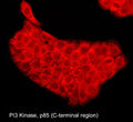 Immunocytochemical labeling of PI3 Kinase p85 in aldehyde-fixed and NP-40-permeabilized A431 cells. The cells were labeled with mouse monoclonal PI3 Kinase p85 (C-terminal region) antibody (PM2531), then the antibody was detected using appropriate secondary antibody conjugated to DyLight® 594.
