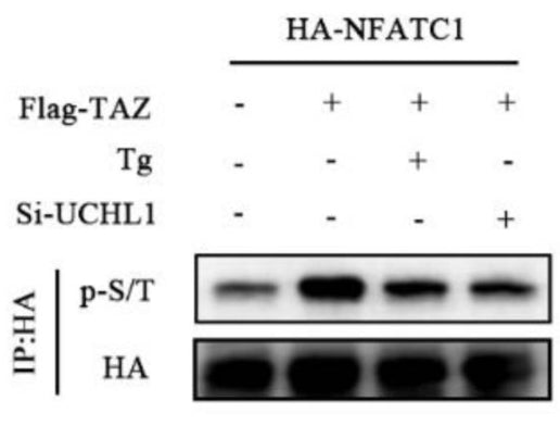 Western blot showing phosphorylation level (cat PM3801, 1:2000) of NFATC1 in TAZ overexpressed HEK-293T cells after 1 mM Tg treatment or UCHL1 knockout. Image from publication CC-BY-4.0. PMID: 37215988