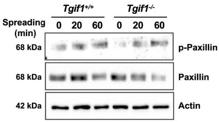 Wesern blot image of cultured mouse osteoblasts +/-TG-interacting factor 1 (Tgif1).  Tgif1 deficiency does not alter the abundance or activation of the FA components and Tgif1 does not co-localize with FA complexes. The representive western blot demonstrates the abundance of p-Paxillin (ser83, Cat no PP 1341, 1:1000) and Paxilllin. Actin was used as a loading control.  Image from publication, CC-BY-4.0. PMID: 38661167.