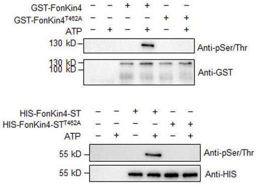 Western blot image of plant extracts with intact FonKin4 and truncated S_TKc domain-containing fragment FonKin4-ST show Ser/Thr protein kinase activity detected by anti-phospho Ser/Thr antibody (Cat no PP2551). FonKin4 is a Ser/Thr protein kinase and its S_TKc domain is sufficient for its pathogenicity function in Fon. Image from publication CC-BY-4.0. PMID: 38690366.