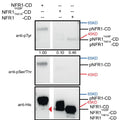 Purified His-tagged NFR1, NFR1Y429F, or NFR1T481A CDs were incubated with ATP for 30 min. The proteins were detected by immunoblotting with anti-His antibody. Phosphorylated products were detected using anti-pSer/Thr (Cat. PP2551) or anti-pTyr antibodies. Un-phosphorylated NFR1-CD band is indicated by the red triangle. Image from publication CC-BY-4.0. PMID: 38670968