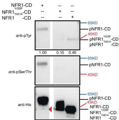Purified His-tagged NFR1, NFR1Y429F, or NFR1T481A CDs were incubated with ATP for 30 min. The proteins were detected by immunoblotting with anti-His antibody. Phosphorylated products were detected using anti-pSer/Thr (cat. PP2551) or anti-pTyr antibodies. Un-phosphorylated NFR1-CD band is indicated by the red triangle.  Image from publication CC-BY-4.0. PMID: 38670968