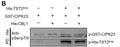 Western blot of Citrus sinensis "sweet orange" calcineurin B-like protein kinase 23 (CsCIPK23) phosphorylates C. sinensis tonoplast-localized sugar transporter 2 (CsTST2) at the Ser277, Ser337, Ser354 residues. Phosphorylated CsTST2 protein was detected by anti-pSer/pThr antibody (Cat. PP2551). Image from publication, CC-BY-4.0. PMID: 39611527.
