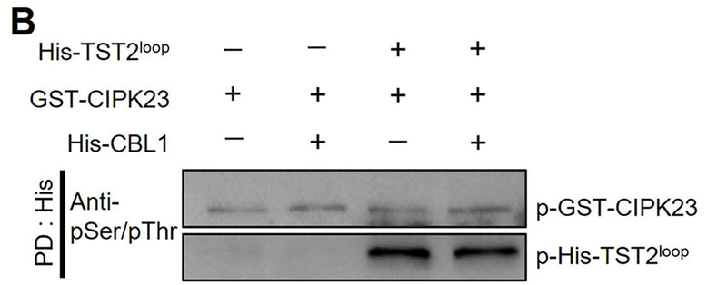 Western blot of Citrus sinensis "sweet orange" calcineurin B-like protein kinase 23 (CsCIPK23) phosphorylates C. sinensis tonoplast-localized sugar transporter 2 (CsTST2) at the Ser277, Ser337, Ser354 residues. Phosphorylated CsTST2 protein was detected by anti-pSer/pThr antibody (Cat no PP2551). Image from publication, CC-BY-4.0. PMID:  39611527.