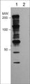 Western blot of human A431 cells treated with Calyculin A (100 nM) for 30 min. The blot was untreated (lane 1) or treated with lambda phosphatase (lanes 2), then probed with anti-Phosphothreonine (PP4641) at 1:1000.