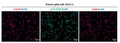 Characterization of mouse vagus nerve derived Schwann cells (VNSCs). The identity and purity of SCs were confirmed using IF staining of S100 (pink), p75NTR (green), and Mpz (Cat. PZO, 1:1000, red) under a fluorescent microscope (ZEISS Apotome 2). The purity of the cultured SCs (99%) was analyzed by double