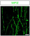 Confocal image of MPZ (Cat. PZO, 1:500; green)-labelled myelinating mouse Schwann cells (SCs). Image from publication CC-BY-4.0. PMID:37642648