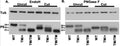 Western blot analysis of P0 (Cat. PZO) in sciatic nerve lysate from wild-type (WT), MpzT124M/+ (TM/+), and MpzT124M/T124M (TM/TM) mice treated with (cut) or without (uncut) EndoH
