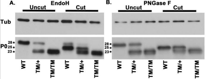 Western blot analysis of P0 (cat. PZO) in sciatic nerve lysate from wild-type (WT), MpzT124M/+ (TM/+), and MpzT124M/T124M (TM/TM) mice treated with (cut) or without (uncut) EndoH (A) and PNGase F (B). Image from publication CC-BY-4.0. PMID: 36350884