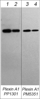Western blots showing mouse recombinant Plexin-A1 extracellular domain (lanes 1-4). These blots were probed with rabbit polyclonal anti-Plexin-A1 (PP1301) at 1:250 (lane 1) and 1:1000 (lane 2) or with mouse monoclonal anti-Plexin A1 (PM5351) at 1:250 (lane 3) and 1:1000 (lane 4).