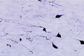 Biosensis R-104-100 cleanly labels individual orexin A-positive neuronal somata and processes in the rat hypothalamic/zona incerta region, providing crisp cellular detail with minimal background. The antibody resolves the morphology of individual orexinergic neurons, including cell bodies and projecting processes, with little distracting background. The antibody is valuable for researchers studying orexin-system anatomy, arousal and sleep-wake circuitry, feeding, and hypothalamic network organization.