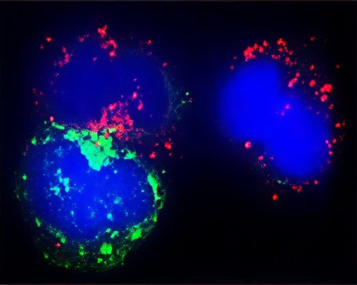 Confocal microscopy of cytospin-isolated human white blood cells, stained with rabbit anti-Beclin-1 antibody (R-141-100 at 1:200, red), reveals classic punctate pattern consistent with localization to autophagosomes. Co-staining performed with anti-Myeloperoxidase (MPO, green) and a Hoechst nuclear counterstain (blue), identifying both MPO-positive neutrophils and MPO-negative lymphocytes. Detection of Beclin-1 with varying signal intensity in these distinct cell types reflects their different real-time levels of autophagic activity.
