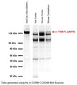 Anti-TrkB phospho Ser478/479 Antibody