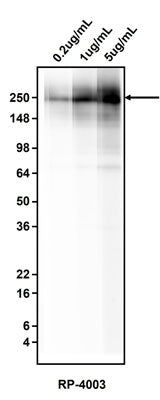 Western blotting of HepG2 cell lysate using 0.2 ug/mL, 1 ug/mL, or 5 ug/mL  Antibodies Incorporated rabbit anti-fibronectin antibody (RP-4003). RP-4003 rabbit anti-fibronectin antibody recognizes endogenous fibronectin at 200 kDa.