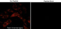 Immunocytochemical labeling of Robo1 in mouse C2C12. The cells were labeled with rabbit polyclonal Robo1 (C-terminal region) in the absence or presence of blocking peptide (RX2795). The antibody was then detected using appropriate secondary antibodies conjugated to Cy3.