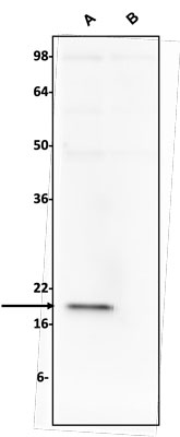 Western blotting of A) S100B-flag transfected COS-7 cell lysate (10 µg/lane) or B) mock transfected COS-7 cell lysate (10 µg/lane) and stained with Aves Labs anti-S100B antibody (2 µg/ml).