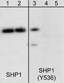 Western blot analysis of human Jurkat cells treated with pervanadate (1 mM) for 30 min. The blot was exposed to alkaline phosphatase (lanes 2 & 4) then probed with anti-SHP1 (C-terminal) antibody (lanes 1 & 2) or anti-SHP1 (Tyr-536) antibody (lanes 3-5). The SHP1 (Tyr-536) antibody was used in the presence of phospho-SHP1 (Tyr-536) peptide (lane 5).