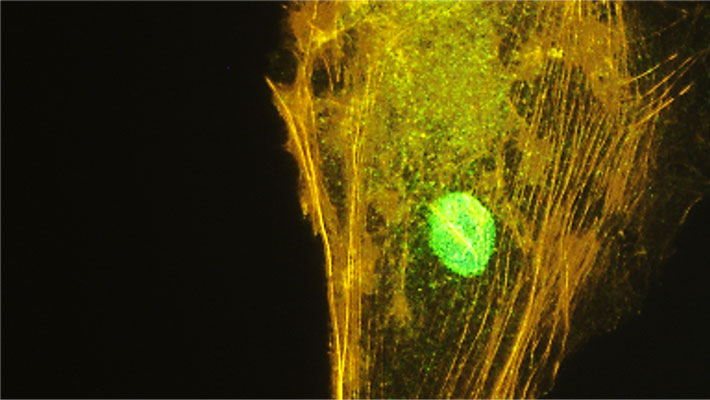 Immunofluorescent staining of NTERA2 cells stained with Aves Labs anti-SOX2 antibody (green) showing strong nuclear staining of endogenous SOX2. Actin filaments are stained with phalloidin (red).