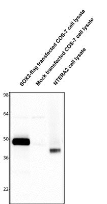 Western blotting of SOX2-FLAG transfected COS-7 cell lysate (10 µg/lane), mock transfected COS-7 cell lysate (10 µg/lane) and NTERA2 cell lysate (10 µg/lane) and stained with Aves Labs anti-SOX2 antibody (1µg/mL).Note that SOX2 runs at higher molecular weight in lane 1 due to presence of tandem Myc/FLAG tag on recombinant protein relative to endogenous SOX2 in lane 3.