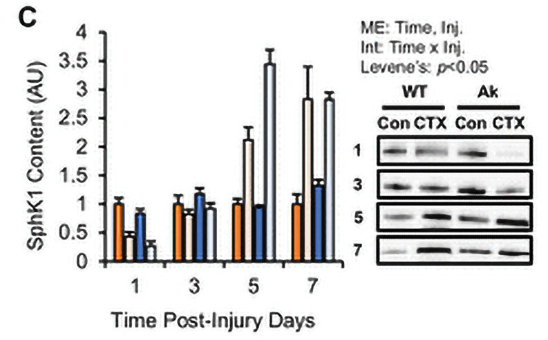 Western blot of wild type and Akita mouse skeletal muscle comparing protein expression of Sphingosine kinase 1 (SphK1, Cat no SP5421, 1:1000), showing protein expression was not affected by type 1 diabetes mellitus (T1DM). Image from publication, CC-BY-4.0. PMID: 39611411.