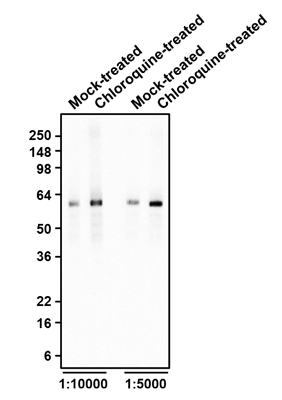 Western blotting of mock- or 50 µM chloroquine-treated HeLa cell lysates with Aves Labs chicken anti-SQSTM1 (p62) antibody at 1:5000 (0.04 µg/ml) and 1:10000 (0.02µg/ml) dilutions and detected with goat anti-chicken HRP. Aves Labs Chicken anti-SQSTM1 (p62) recognizes endogenous SQSTM1 (p62) in HeLa cells at ~62 kDa. Chloroquine treatment increases the levels of SQSTM1 (p62) protein by inhibiting autophagy.