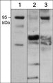 Western blot analysis of Sema-3F expression in adult mouse brain (lane 1), kidney (lane 2), and liver (lane 3). The blot was probed with anti-Sema-3F (SP3921) at 1:1000.