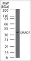 Western blot analysis of SMAD7 in human HepG2 cells. The blot was probed with rabbit polyclonal SMAD7 antibody (SP4901) at 1:250.