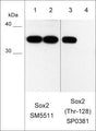 Western blot of mouse F9 stem cells untreated (lanes 1 & 3) and treated with lambda phosphatase (lanes 2 & 4). The blot was probed with mouse monoclonal Sox2 antibody (lanes 1 & 2) and rabbit polyclonal Sox2 (Thr-128) phospho-specific antibody (lanes 3 & 4).
