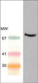 Western blot of adult mouse spleen lysate. The blot was probed with mouse monoclonal anti-Syk (Central region) antibody at 1:250.