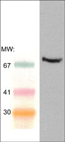 Western blot of adult mouse spleen lysate. The blot was probed with mouse monoclonal anti-Syk (Central region) antibody at 1:250.