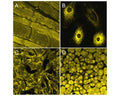 Staining of lipids with TR-600-P1 in muscle tissue (A), cardiomyocytes (B), vesicular structures (C) and fenal adipose tissue (D).