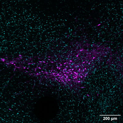 Immunostaining of paraformaldehyde-fixed (4%) free-floating sections (50 µm) of the posterior area of the brain (ventral tegmental area/substania nigra) of an adult mouse brain containing TH+ neurons. TH antibody (cat. TYH-0020) dilution @ 1:1500 with secondary detection of the chicken antibody with Alexa-647 anti-chicken IgY, 1:1000. (Image courtesy of Antonella Rios, Duke University.)