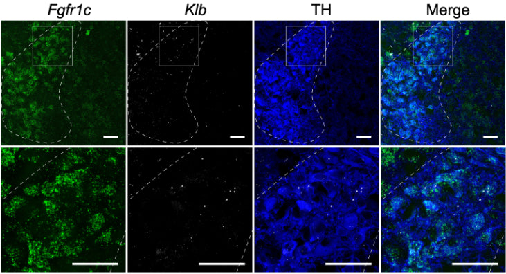 In situ hybridization of Fgfr1c mRNA (green) and Klb mRNA (white), immunostaining for tyrosine hydroxylase (TH; cat. TYH, 1:1000; blue), and the merge of the three. Two different magnifications are shown, with the boxed area in the top panels expanded in the bottom panels. Dotted lines outline the locus coeruleus.   Image from publication CC-BY-4.0. PMID:36889282