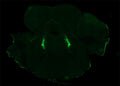 Immunostaining of noradrenergic neurons in the locus coeruleus of a C57BL/6J mouse labeling tyrosine hydroxylase (AvesCat. TYH, TYH, 1:1000, green). Image kindly provided by Dr. Mihwa Choi, UT Southwestern Medical Center.