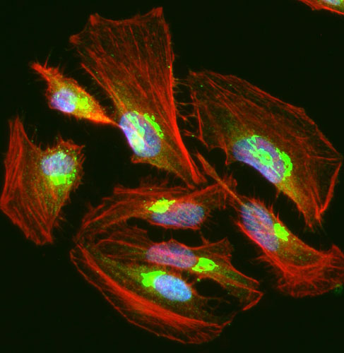 Immunofluorescent staining for detection of UFSP2 in HeLa cells using Aves Labs chicken anti-UFSP2 polyclonal antibody (Cat No. UFSP2-0100). The cells were fixed with 3% paraformaldehyde, washed with PBS, and blocked/permeabilized with 5% non-fat milk powder in PBST. The anti-UFSP2 antibody (Cat. UFSP2-0100) was incubated with the sample at a dilution of 1:100 (2 ug/mL) at 4C overnight. After washing with PBST, the cells were stained using goat anti-chicken IgY CF488 secondary antibody (Cat No. 80-1001-488) (green). Actin filaments were stained using Phalloidin (red). The cells were mounted with Antibodies Incorporated Fluoroshield with DAPI mounting medium (Cat No. AR-6501). DAPI nuclear stain (blue) shows cell nuclei.
