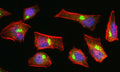 Immunofluorescent staining for detection of UFSP2 in HeLa
cells using Aves Labs chicken anti-UFSP2 polyclonal
antibody (Cat No. UFSP2-0100). The cells were fixed with 3% paraformaldehyde, washed with PBS, and blocked/permeabilized with 5% non-fat milk powder in PBST. The anti-UFSP2 antibody (Cat. UFSP2-0100) was incubated with the sample at a dilution of 1:100 (2ug/mL) at 4C overnight. After washing with PBST, the cells were stained using goat anti-chicken IgY CF488 secondary antibody (Cat No. 80-1001-488) (green). Actin filaments were stained using Phalloidin (red). The cells were mounted with Antibodies Incorporated Fluoroshield with DAPI mounting medium (Cat No. AR-6501). DAPI nuclear stain (blue) shows cell nuclei.​